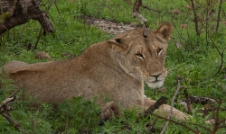 photo-safari-11