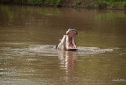 photo-safari-12