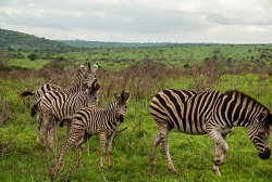 photo-safari-15