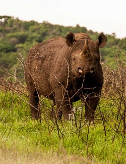 photo-safari-16