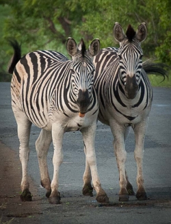 photo-safari-18