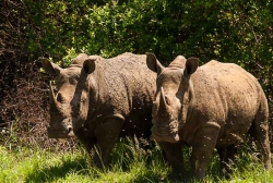 photo-safari-19