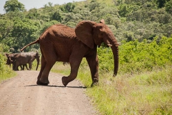 photo-safari-20