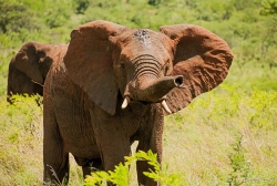 photo-safari-21