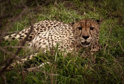 photo-safari-4