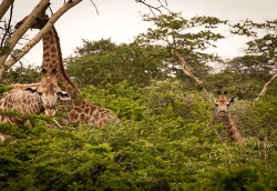 photo-safari-5
