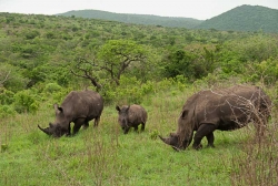 photo-safari-6