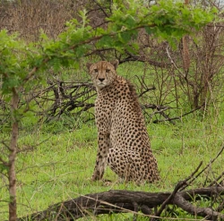 photo-safari-8