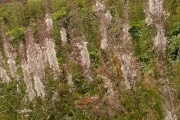 fireweed