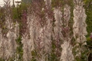 fireweed