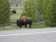 buffalo