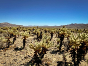 JUMPING-CACTUS