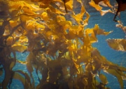 KELP-POOL