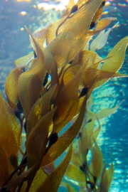 KELP