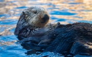 OTTER