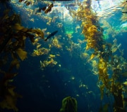 aquarium-pool