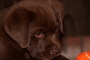 murphy_-20100505-_12-4