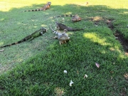 Mexico-Nuevo-Vallarta-2019-29-of-30
