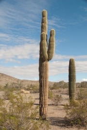 quartzsite_2-63
