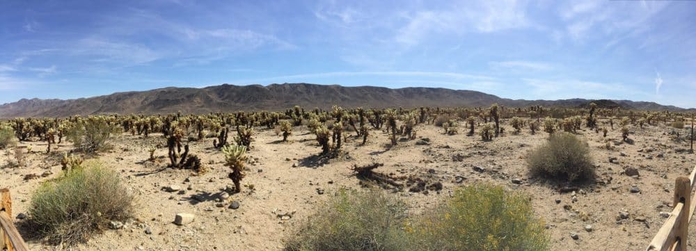 Joshua tree - Chollo Cactus Garden